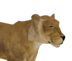 Lion (Female) - Wildlife Park 2