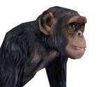 Chimpanzee - Wildlife Park 2