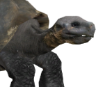 Turtle - Wildlife Park 2