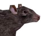 Rat - Wildlife Park 2