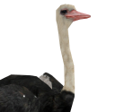 Ostrich - Wildlife Park 2