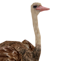 Ostrich (Female) - Wildlife Park 2
