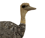 Ostrich (Baby) - Wildlife Park 2