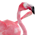 Flamingo - Wildlife Park 2