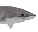 White Shark - Wildlife Park 2