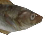 Fish - Wildlife Park 2