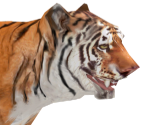 Tiger - Wildlife Park 2