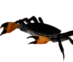 Crab - Bear Simulator