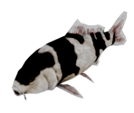 Koi Fish - Bear Simulator