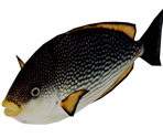Lake Fish - Bear Simulator