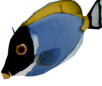 Blue Tang - Bear Simulator