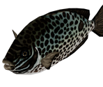 Spotted Fish - Bear Simulator