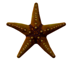 Starfish - LittleBigPlanet 3