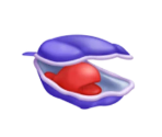 Clam - SpongeBob Simulator (Roblox)