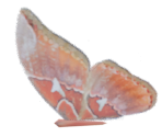 Butterfly - Legend: Hand of God