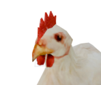 Chicken - Legend: Hand of God