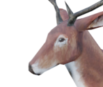 Deer - Legend: Hand of God