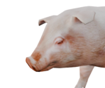 Pig - Legend: Hand of God