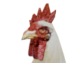 Rooster - Legend: Hand of God