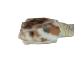 Snake - Legend: Hand of God