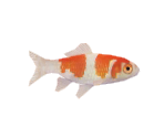 Common Goldfish - Minna no Ennichi (JPN)