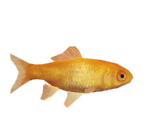 Goldfish - Minna no Ennichi (JPN)
