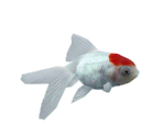 Red-cap Oranda - Minna no Ennichi (JPN)
