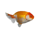 Ranchu - Minna no Ennichi (JPN)