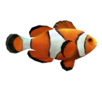 Clownfish - Minna no Ennichi (JPN)