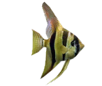Angelfish - Minna no Ennichi (JPN)