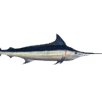 Swordfish - Minna no Ennichi (JPN)