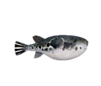Pufferfish - Minna no Ennichi (JPN)