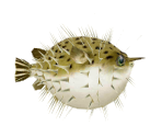 Porcupinefish - Minna no Ennichi (JPN)