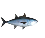 Tuna - Minna no Ennichi (JPN)