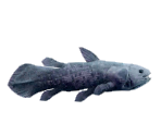 Coelacanth - Minna no Ennichi (JPN)