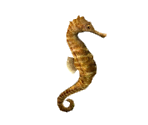 Seahorse - Minna no Ennichi (JPN)