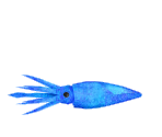 Firefly Squid - Minna no Ennichi (JPN)