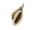 Conch Shell - Minna no Ennichi (JPN)