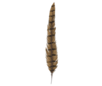 Pheasant Feather - LittleBigPlanet 3 (Prototype)