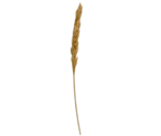 Wheat - LittleBigPlanet 3 (Prototype)