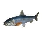 Fish #1 - Sardine - StreetPass Mii Plaza