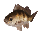 Fish #2 - Black Rockfish - StreetPass Mii Plaza
