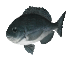 Fish #3 - Largescale Blackfish - StreetPass Mii Plaza