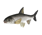 Fish #4 - Dace - StreetPass Mii Plaza