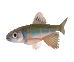 Fish #5 - Pale Chub - StreetPass Mii Plaza