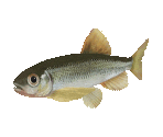 Fish #6 - Dark Chub - StreetPass Mii Plaza