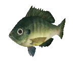 Fish #7 - Bluegill - StreetPass Mii Plaza