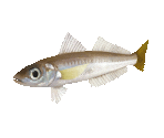 Fish #10 - Japanese Whiting - StreetPass Mii Plaza