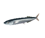 Fish #11 - Pacific Saury - StreetPass Mii Plaza