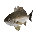 Fish #12 - Chicken Grunt - StreetPass Mii Plaza